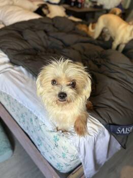 West Highland White Terrier Westie Dogs Available for Adoption - Snowball | PetCurious