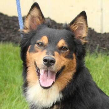 Barnaby -  Australian Shepherd Dog for Adoption in Eaton, Ohio - Barnaby | PetCurious