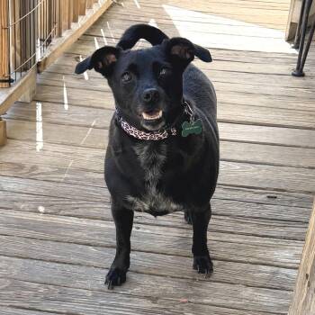 Checkers -  Chihuahua and Miniature Pinscher Dog for Adoption in Abbotsford, British Columbia - Checkers | PetCurious
