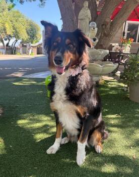 Martha -  Australian Shepherd Dog for Adoption in Temecula, California - Martha | PetCurious