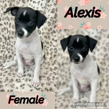 Alexis -  Chiweenie Dog for Adoption in Manchester, Connecticut - Alexis | PetCurious