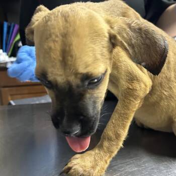 Mixed Breed Dogs Available for Adoption in Summerville, South Carolina - Durries | PetCurious