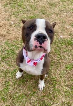 Pit Bull Terrier and Mixed Breed Dogs Available for Adoption - JUMBO | PetCurious