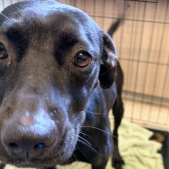 Oakly2 -  Terrier and Mixed Breed Dog for Adoption in Horn Lake, Mississippi - Oakly2 | PetCurious