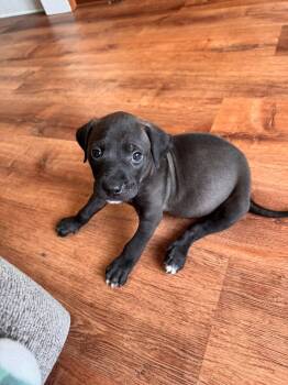 Revel -  Pit Bull Terrier Dog for Adoption in Germantown, Ohio - Revel | PetCurious