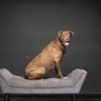 winter -  Pit Bull Terrier Dog for Adoption in Fort Worth, Texas - Winter | PetCurious