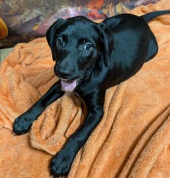 Riley -  Labrador Retriever and Beagle Dog for Adoption in Watertown, Connecticut - Riley | PetCurious