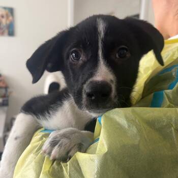 Mcnab Dogs Available for Adoption - Myrtle | PetCurious