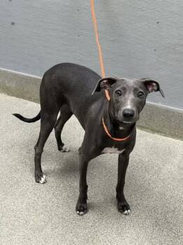 WHITNEY -  Whippet and Mixed Breed Dog for Adoption in Las Vegas, Nevada - WHITNEY | PetCurious