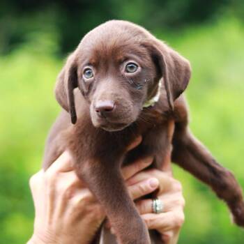 CT Cheesy Potato -  Pointer and Mixed Breed Dog for Adoption in Stormville, New York - CT Cheesy Potato | PetCurious