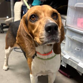Stacy -  Beagle Dog for Adoption in Yuma, Arizona - Stacy | PetCurious