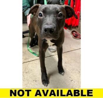 Rescue Pit Bull Terrier and Mixed Breed Dogs for Adoption in Eugene, Oregon - Beastie Boy | PetCurious