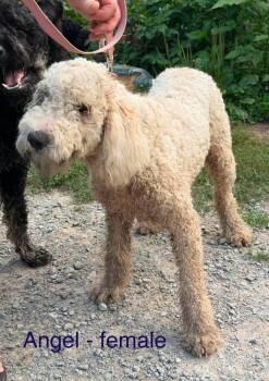 Angel -  Goldendoodle Dog for Adoption in Cheektowaga, New York - Angel | PetCurious