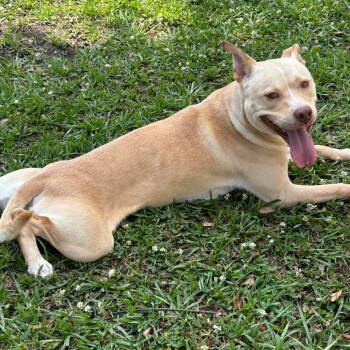 Rescue Terrier Dogs for Adoption in Grand Bay, Alabama - Chicken Nugget | PetCurious