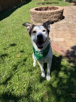 Rescue Husky and Mixed Breed Dogs for Adoption in Houston, Texas - LOKI | PetCurious
