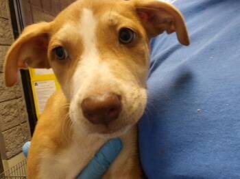 RUBY -  Pit Bull Terrier and Mixed Breed Dog for Adoption in Tulsa, Oklahoma - RUBY | PetCurious