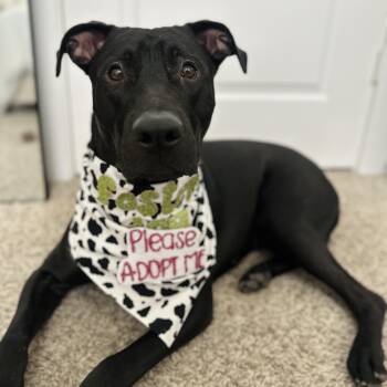 Rescue Black Labrador Retriever Dogs for Adoption in Houston, Texas - Ekko | PetCurious