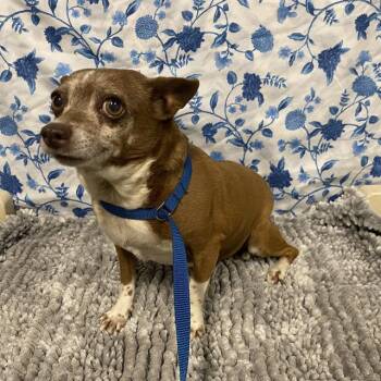 JERSEY -  Chihuahua Dog for Adoption in Modesto, California - JERSEY | PetCurious
