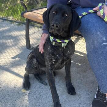 German Shorthaired Pointer Dogs Available for Adoption in Philadelphia, Pennsylvania - Raven | PetCurious