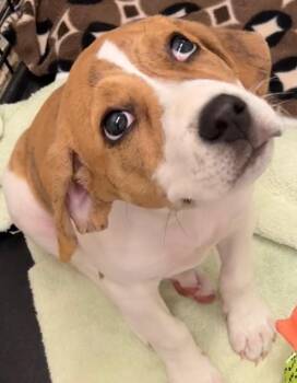 Beagle Dogs Available for Adoption in Elizabethton, Tennessee - DOLLY | PetCurious