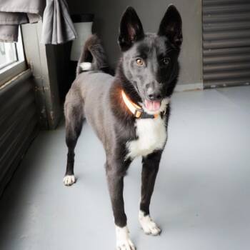 Lily -  Border Collie and Mixed Breed Dog for Adoption in Tacoma, Washington - Lily | PetCurious