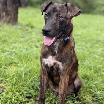 Monty -  Plott Hound and Mixed Breed Dog for Adoption in Hondo, Texas - Monty | PetCurious