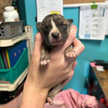 Gingerbread Man -  Pit Bull Terrier and Mixed Breed Dog for Adoption in Stephenville, Texas - Gingerbread Man | PetCurious