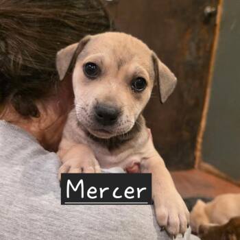 Mixed Breed Dogs Available for Adoption in Glenfield, New York - Mercer | PetCurious