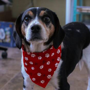 Beagle Dogs Available for Adoption - Wisp | PetCurious
