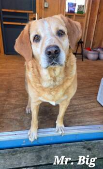 Mr. Big Yrly 409 -  Labrador Retriever Dog for Adoption in Sidney, Ohio - Mr. Big Yrly 409 | PetCurious