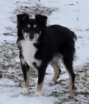 Whisper -  Australian Shepherd Dog for Adoption in South Bend, Indiana - Whisper | PetCurious