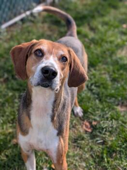 Rescue Hound Dogs for Adoption in Lafayette Township, New Jersey - Camo | PetCurious