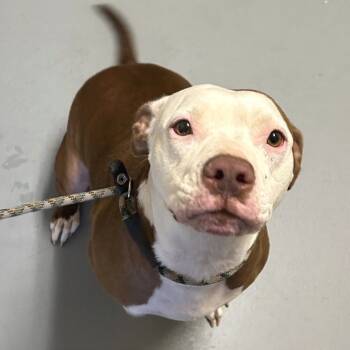 Rescue Mixed Breed Dogs for Adoption in Asheville, North Carolina - Brownie | PetCurious