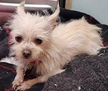 Cairn Terrier and Chihuahua Dogs Available for Adoption - ELSA | PetCurious