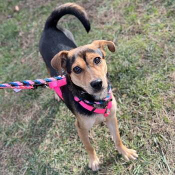 Rescue Mixed Breed Dogs for Adoption in Westhampton, New York - Acai | PetCurious