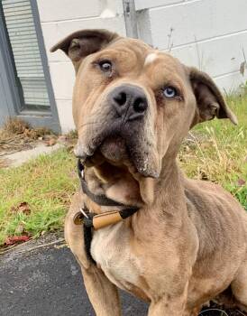 Rescue Pit Bull Terrier Dogs for Adoption in Mckeesport, Pennsylvania - Willow | PetCurious