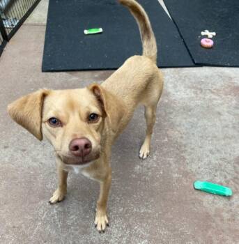 Rescue Chiweenie Dogs for Adoption - Rip | PetCurious