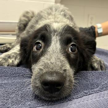Cerise -  Australian Cattle Dog Blue Heeler and Mixed Breed Dog for Adoption in Corpus Christi, Texas - Cerise | PetCurious