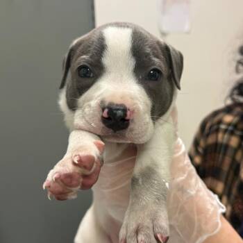 Maryland -  Mixed Breed Dog for Adoption in Charleston, West Virginia - Maryland | PetCurious