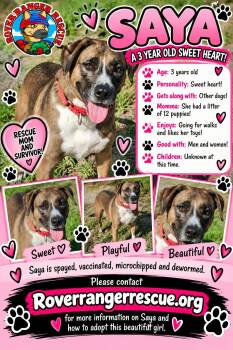 Saya -  German Shepherd Dog Dog for Adoption in Wrightwood, California - Saya | PetCurious