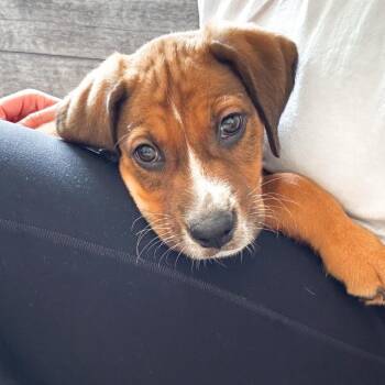 Hound and Mixed Breed Dogs Available for Adoption - Sarill | PetCurious