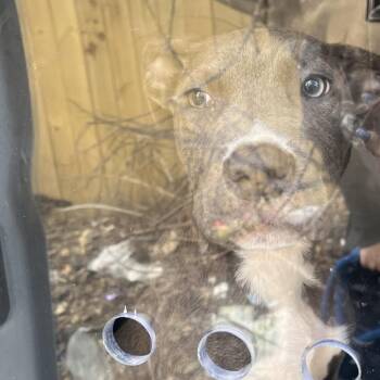 Mixed Breed Dogs Available for Adoption - Patrick | PetCurious