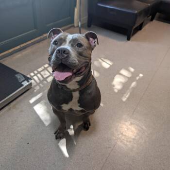 Smokey -  Pit Bull Terrier Dog for Adoption in Pasadena, California - Smokey | PetCurious