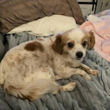 Eloise -  Chihuahua Dog for Adoption in Boston, Massachusetts - Eloise | PetCurious
