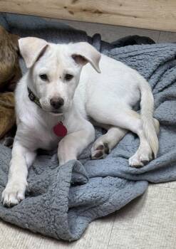 **PADDINGTON** -  Labrador Retriever Dog for Adoption in North Prairie, Wisconsin - **PADDINGTON** | PetCurious