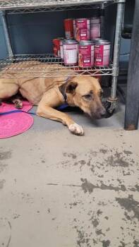 Rescue Black Mouth Cur and Mixed Breed Dogs for Adoption in Tallahassee, Florida - FROZONE | PetCurious