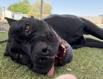 Josie -  Cane Corso Dog for Adoption in Glendale, Arizona - Josie | PetCurious
