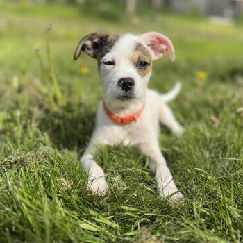 Jack Russell Terrier Dogs Available for Adoption in Woolwich, Maine - Machu | PetCurious