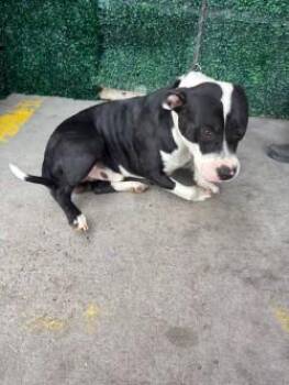 61243603 -  Pit Bull Terrier and Mixed Breed Dog for Adoption in El Paso, Texas - 61243603 | PetCurious