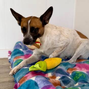 Norma -  Mixed Breed Dog for Adoption in Green Bay, Wisconsin - Norma | PetCurious